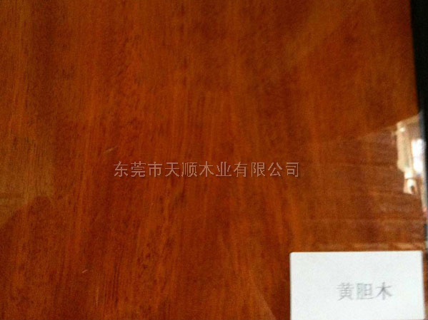 黃膽木木皮 黃膽木 木皮 山紋木皮 直紋木皮 天然木皮 球紋 高檔木皮 排骨影 方塊影 碎影 木皮價格 山紋 直紋 樹榴